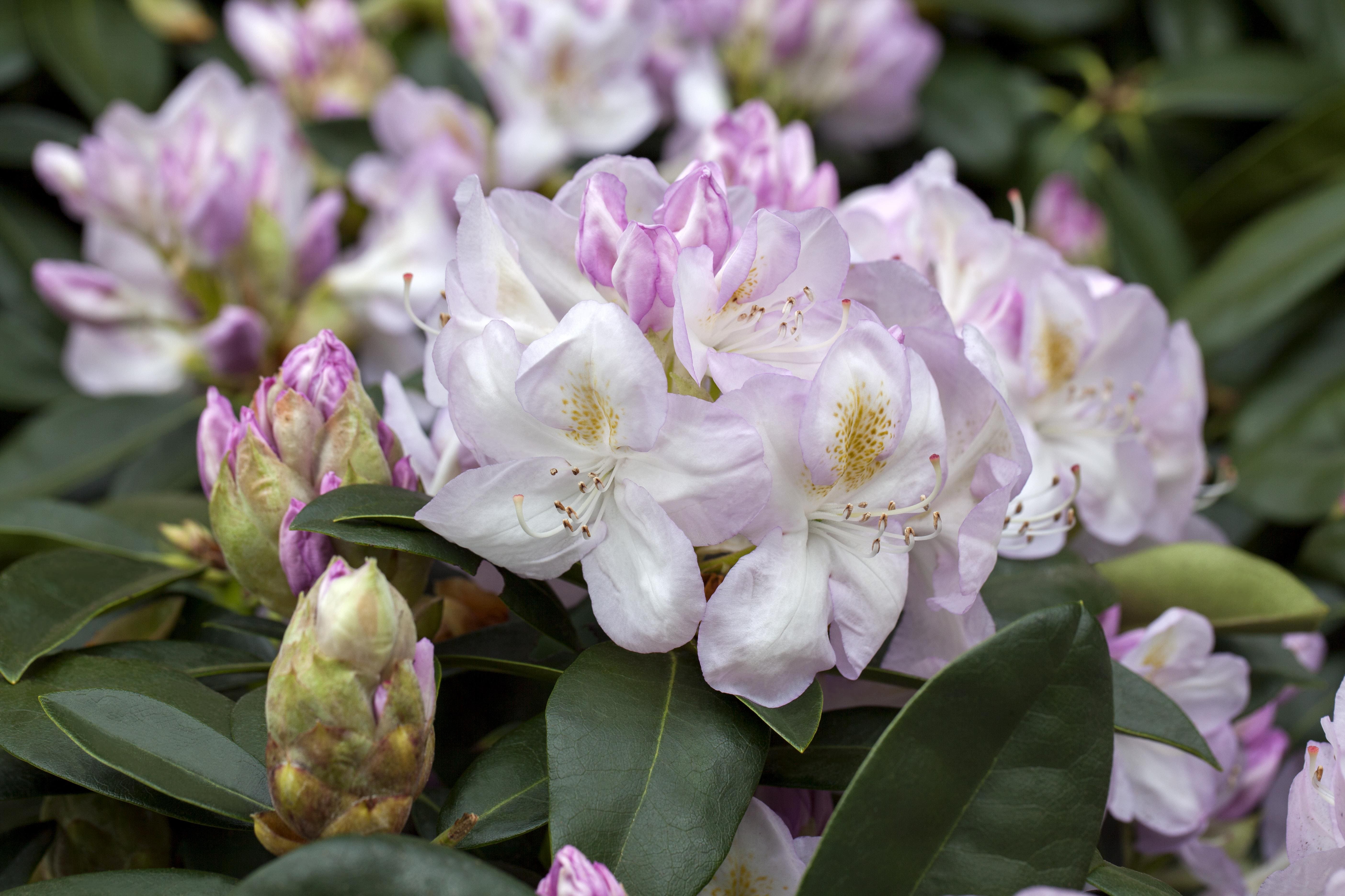 Rhododendron Easydendron Hybride 'Gomer Waterer' Erde Blumen Risse